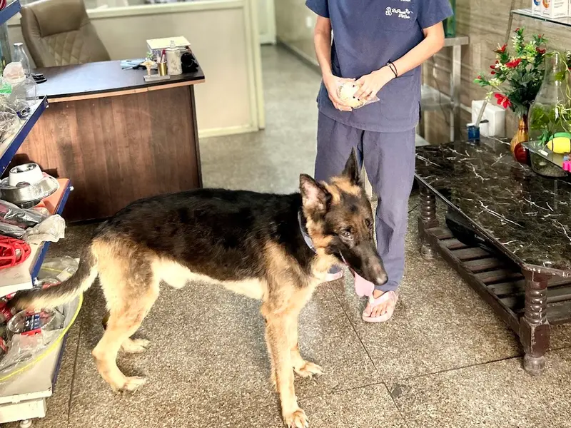 Dr. Poonia pet centre 24x7, photo 4