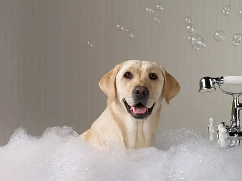 Grooming Centre & Pet Shop-Best Pet Grooming Centre In Vikas Puri-Pet Shop In Vikas Puri, photo 2