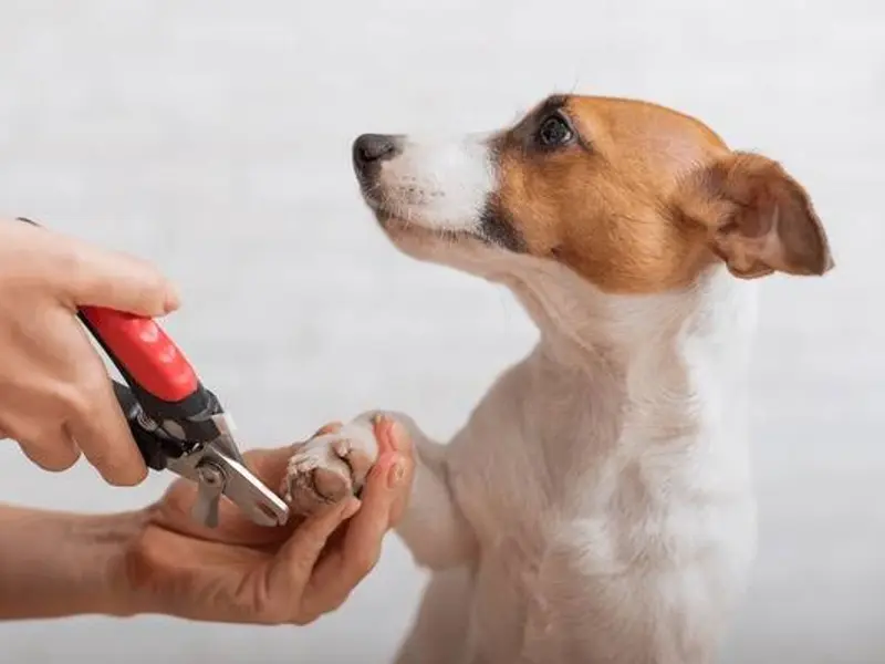 Grooming Centre & Pet Shop-Best Pet Grooming Centre In Vikas Puri-Pet Shop In Vikas Puri, photo 5