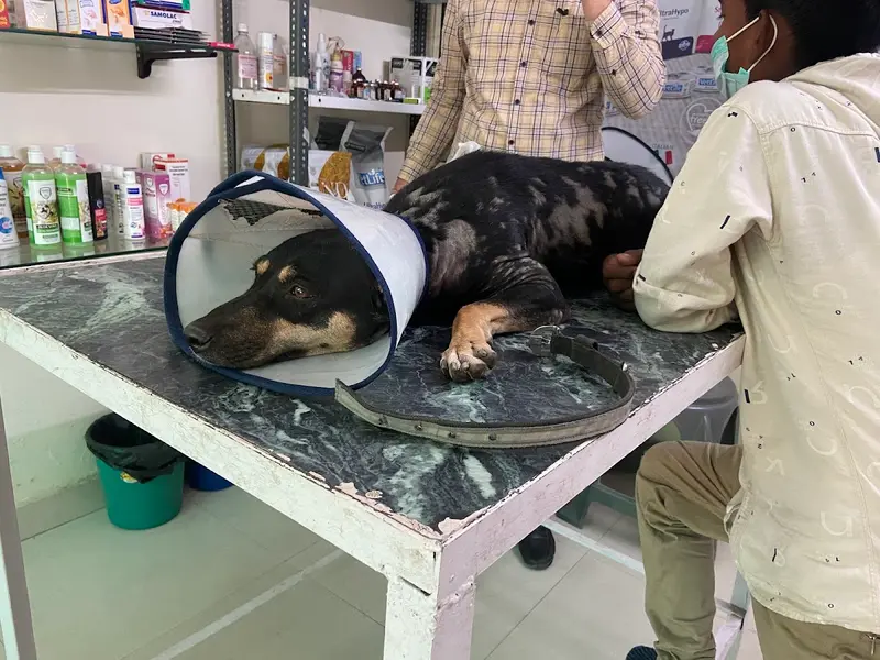 MAX PET CLINIC, photo 3