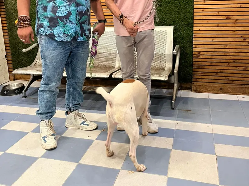 New Zoey's Pet Hostel 24×7, photo 3