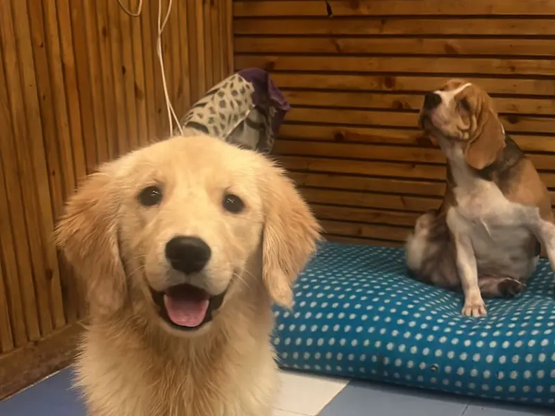 New Zoey's Pet Hostel 24×7, photo 5