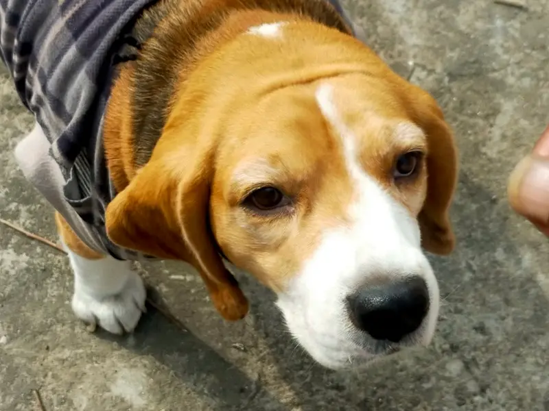 Pet Boarding, photo 2