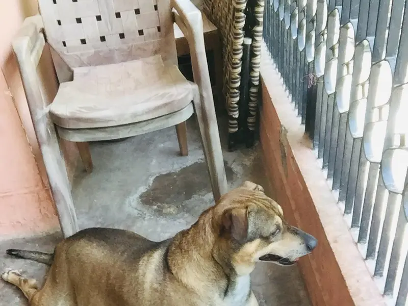 Pet Boarding, photo 3