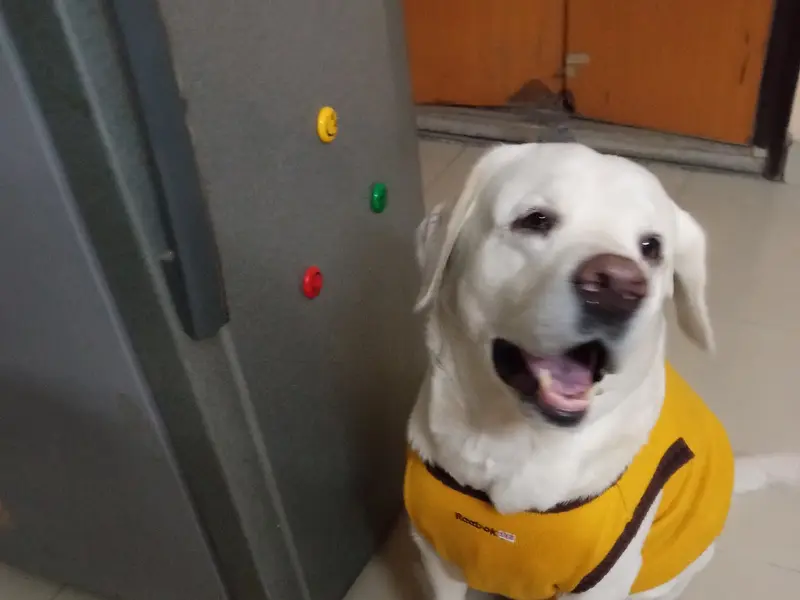 Pet Boarding, photo 4