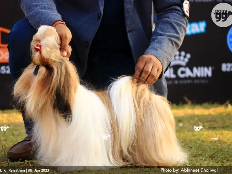 Pet Studio - Pet Store in Vikaspuri, photo 4