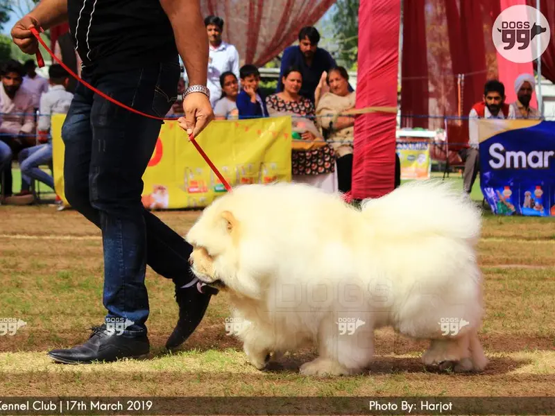 Pet Studio - Pet Store in Vikaspuri, photo 5