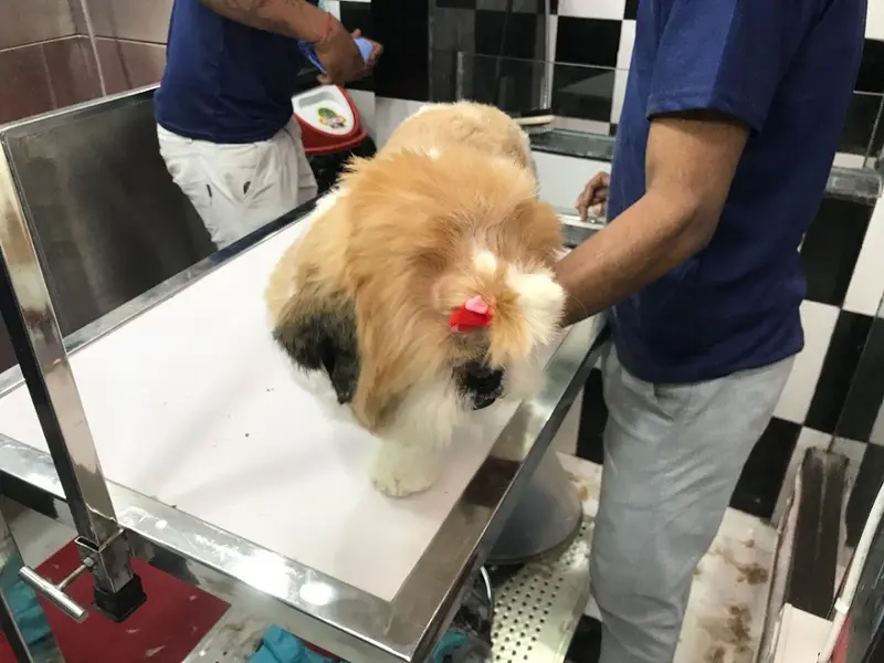 Posh Paws Dog Spa, photo 3