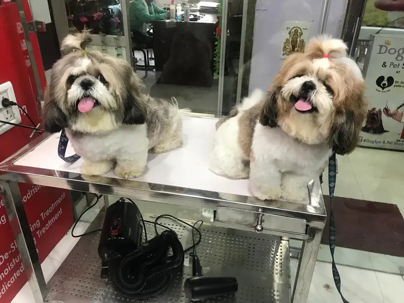 Posh Paws Dog Spa, photo 5