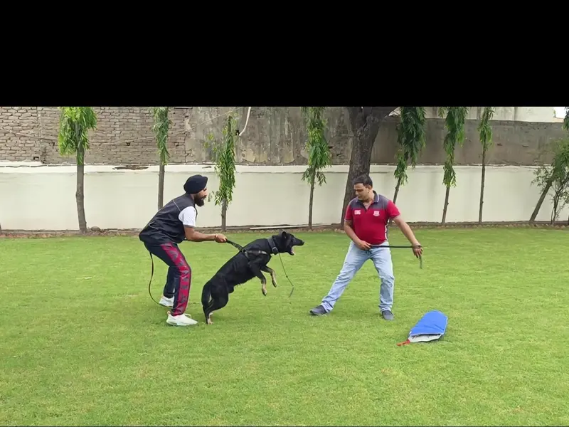 SKS K9 Trainer, photo 4