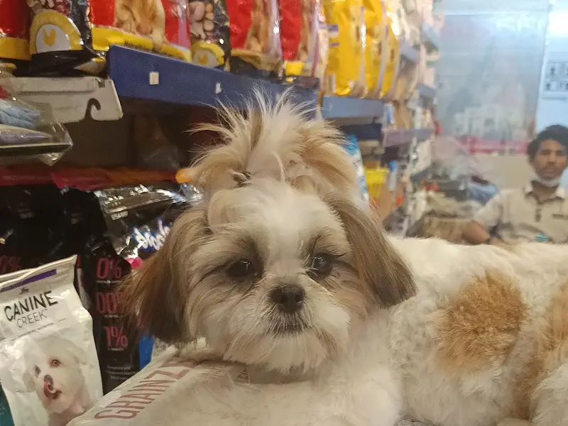 Fur & Tails - Pet Store & Spa | Best Pet Shop in Vishnu Garden, photo 3
