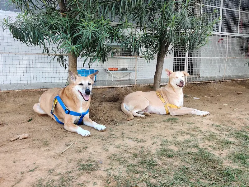 Tail Club, photo 3