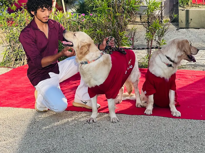 Sunday dog boarding, photo 4