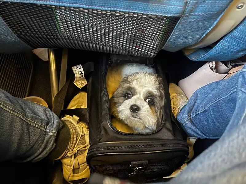 PetSpot- Travel, photo 3