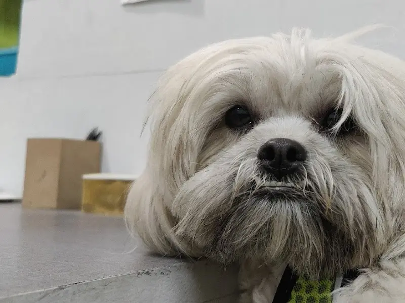 PetSpot- Travel, photo 5