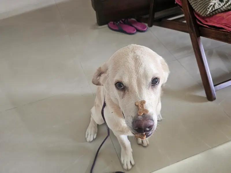 Dog Training & Boarding by Ramandeep Foujdar, photo 3
