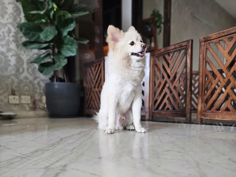 Dog Training & Boarding by Ramandeep Foujdar, photo 4