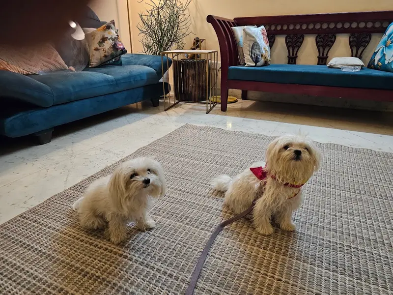 Dog Training & Boarding by Ramandeep Foujdar, photo 5