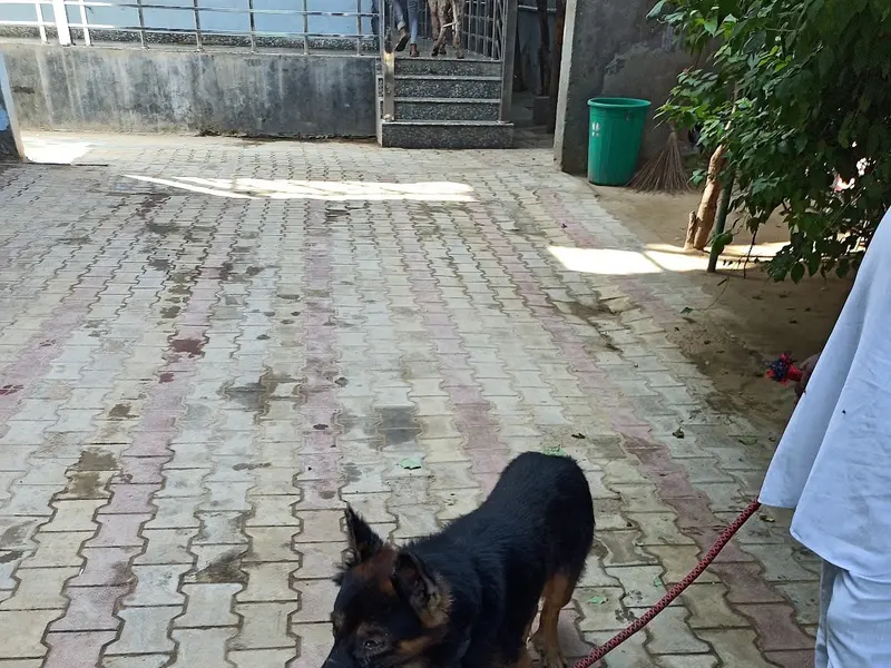 Friendicoes SECA Gurgaon Animal Hospital & Sanctuary, photo 2