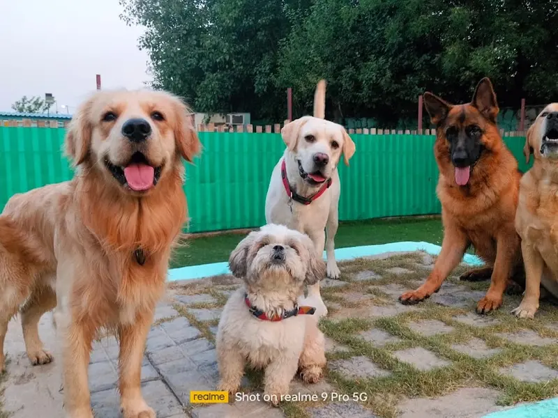 Barks and Meows - Pet Boarding Service | Pet Care, photo 2