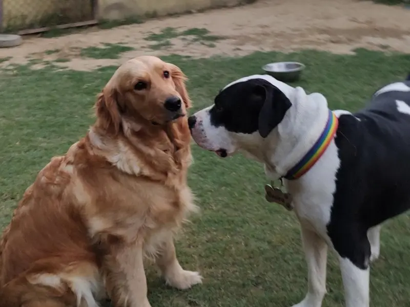 Barks and Meows - Pet Boarding Service | Pet Care, photo 3