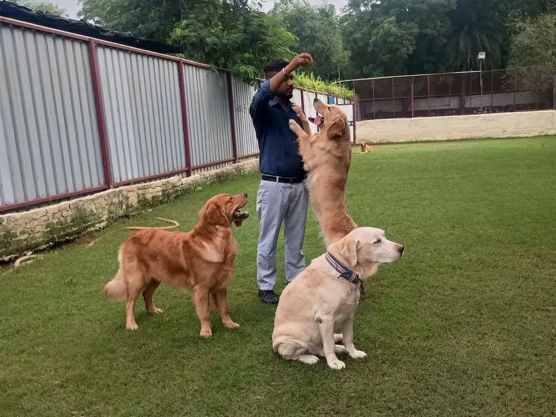 Barks and Meows - Pet Boarding Service | Pet Care, photo 4