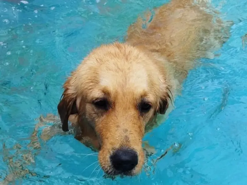 Barks and Meows - Pet Boarding Service | Pet Care