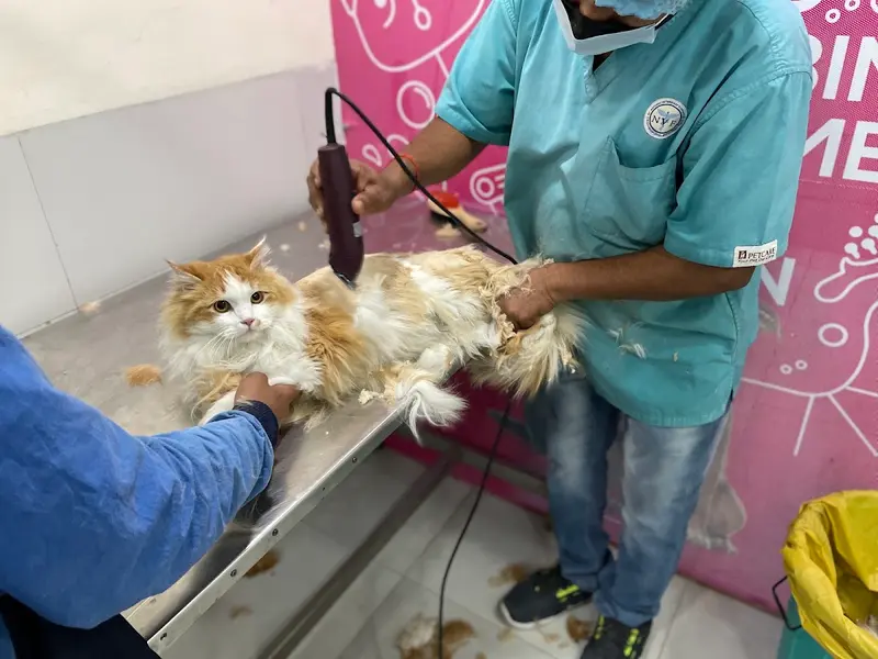 SJS Pet Care and Clinic, photo 2