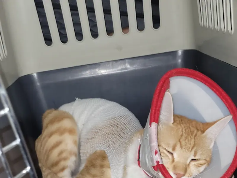 SJS Pet Care and Clinic, photo 4