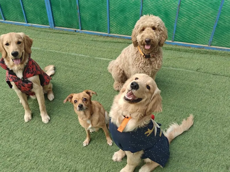 Ultimutt Pet Resort - Dog Boarding in Gurgaon & Delhi/NCR, photo 2