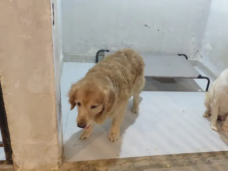 Ultimutt Pet Resort - Dog Boarding in Gurgaon & Delhi/NCR, photo 3