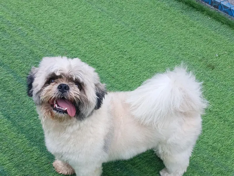 Ultimutt Pet Resort - Dog Boarding in Gurgaon & Delhi/NCR, photo 4