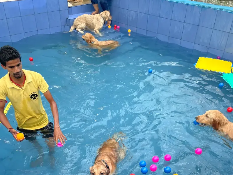 Ultimutt Pet Resort - Dog Boarding in Gurgaon & Delhi/NCR, photo 5