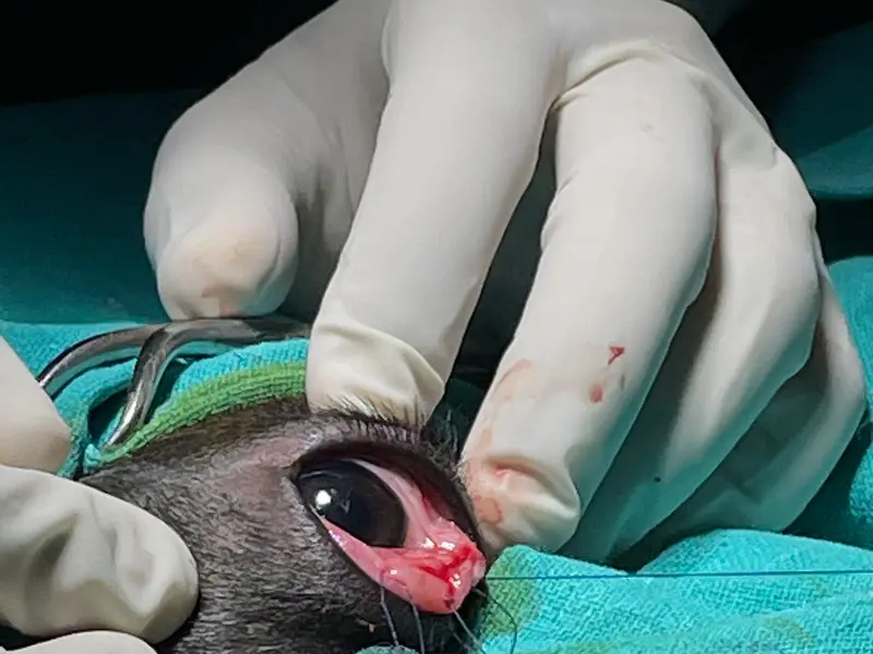 Pet Chikitsa Veterinary Hospital, photo 2