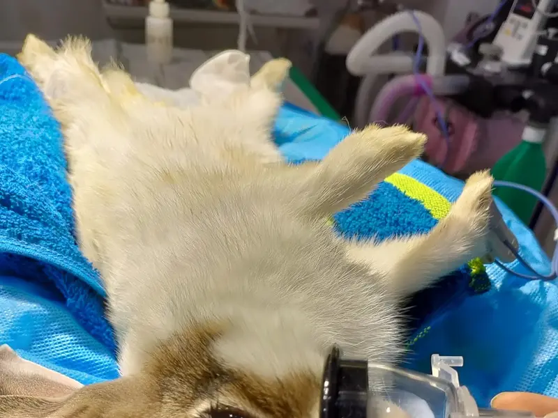 4 Paws Pet Clinic, photo 4