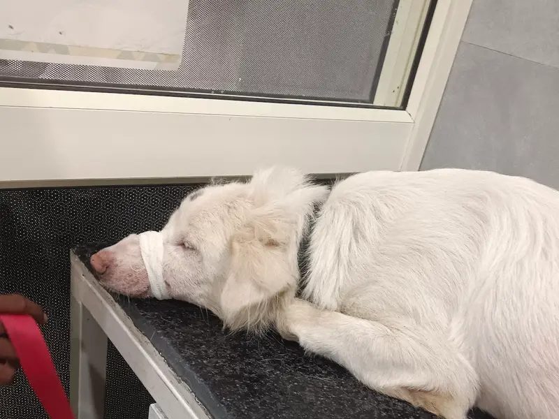 4 Paws Pet Clinic, photo 5
