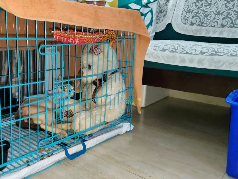 Cherry's Pet Boarding & Day Care, photo 2