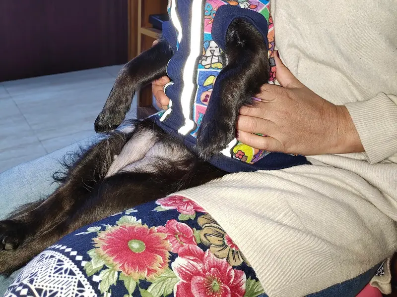 Cherry's Pet Boarding & Day Care, photo 4
