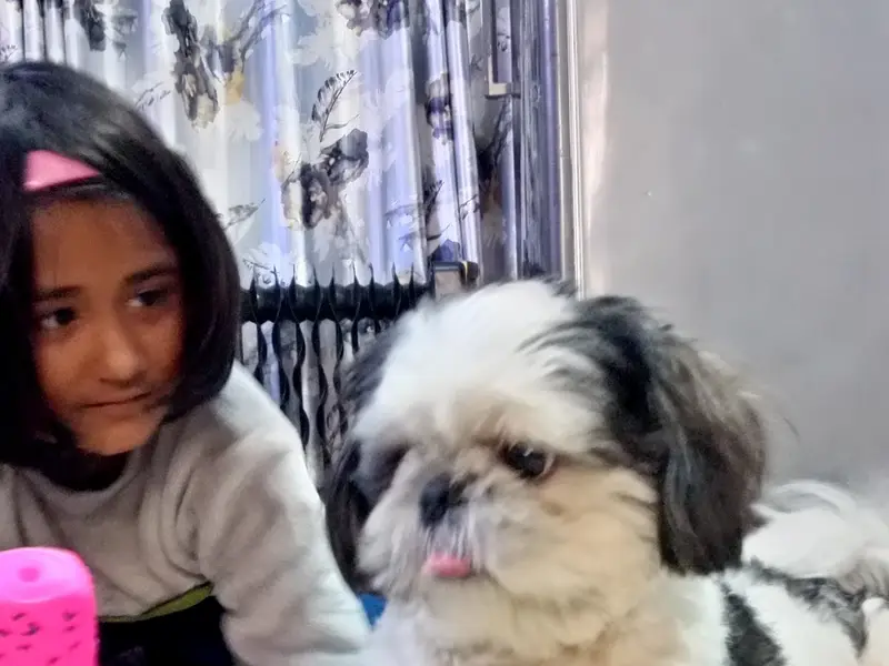 Cherry's Pet Boarding & Day Care