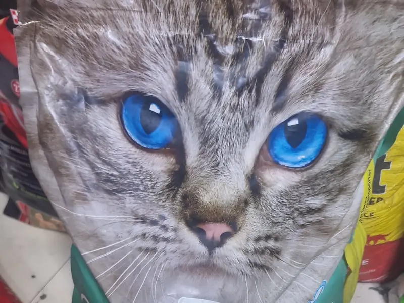 Vasant Pet Shop, photo 3
