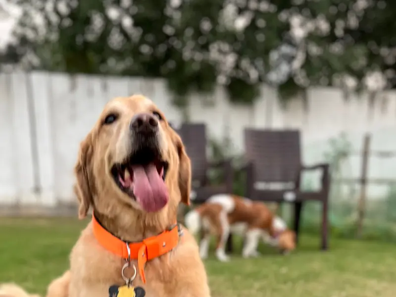 Bark & Spark Pet Boarding, photo 3