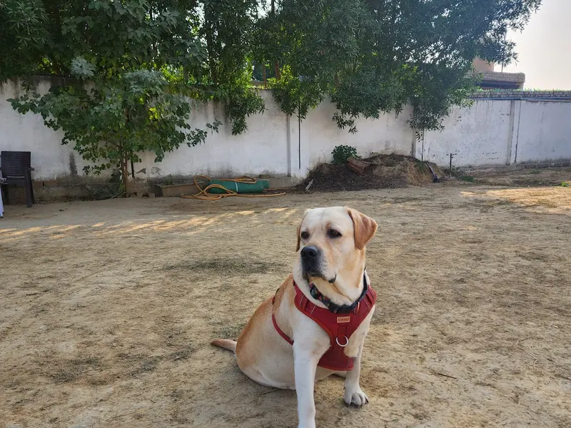Bark & Spark Pet Boarding, photo 4