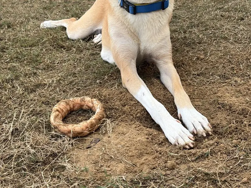 Bark & Spark Pet Boarding, photo 5