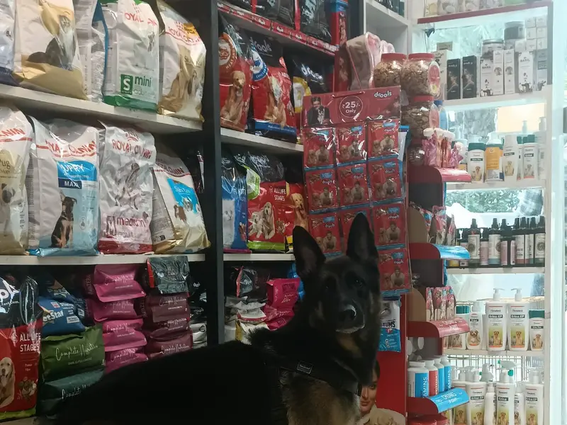 Chien N Chat Pet Shop & Spa, photo 4