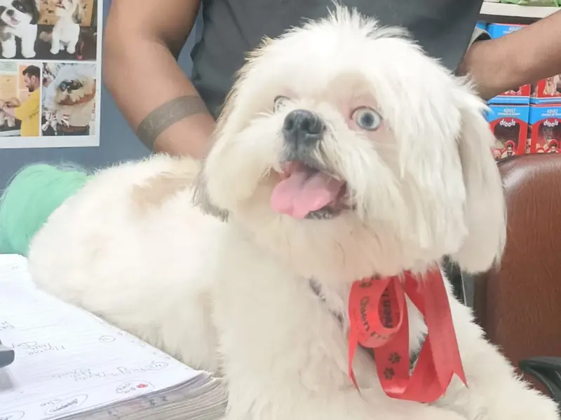Chien N Chat Pet Shop & Spa, photo 5