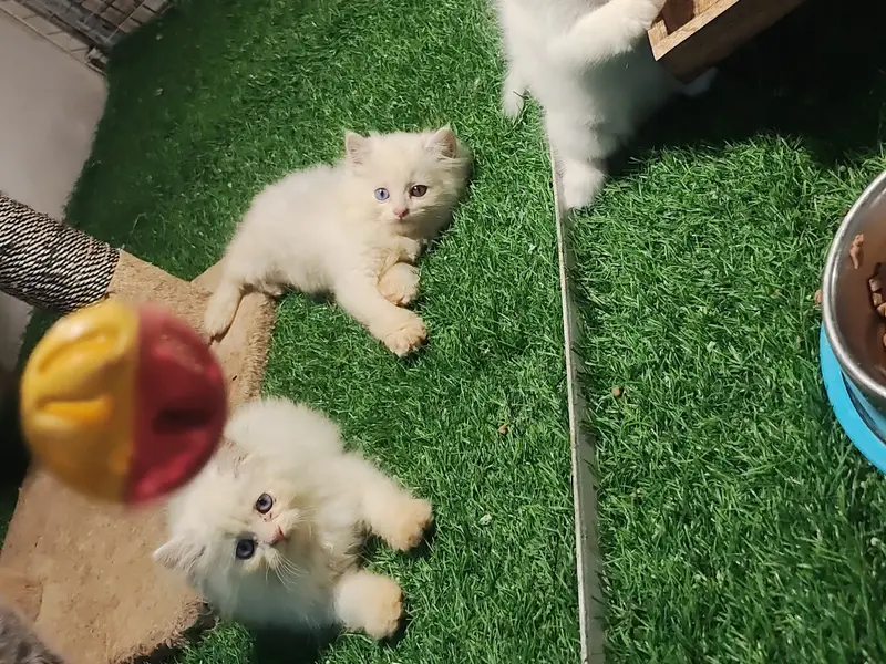 Chirps & Whistle Pet Shop and Pet Boarding Kennel Gurgaon "Kittens, Puppies, Guinea Pigs, Rabbits & Birds", photo 2