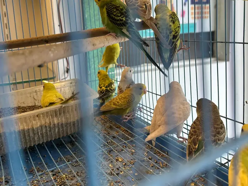 Chirps & Whistle Pet Shop and Pet Boarding Kennel Gurgaon "Kittens, Puppies, Guinea Pigs, Rabbits & Birds", photo 3