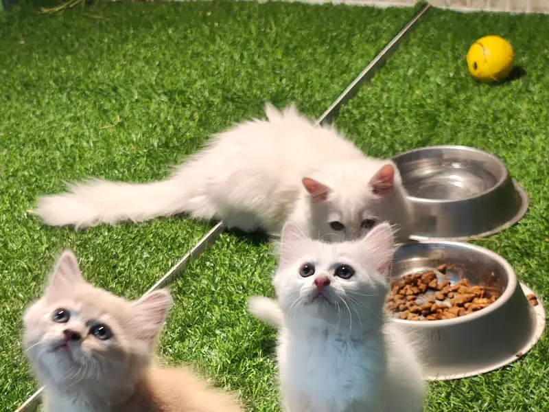 Chirps & Whistle Pet Shop and Pet Boarding Kennel Gurgaon "Kittens, Puppies, Guinea Pigs, Rabbits & Birds", photo 4