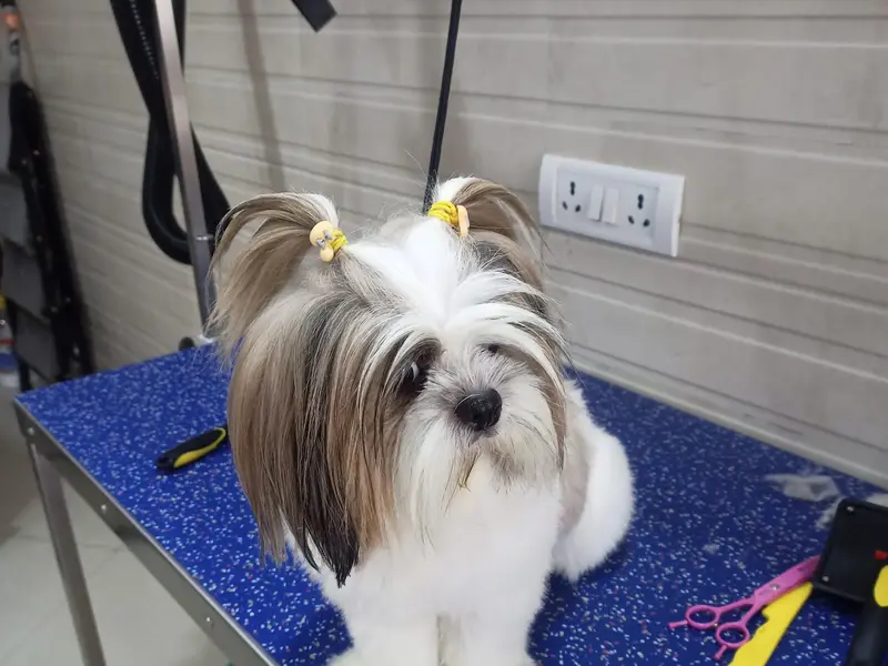 Companion Care Pet Clinic and Diagnostic, photo 2