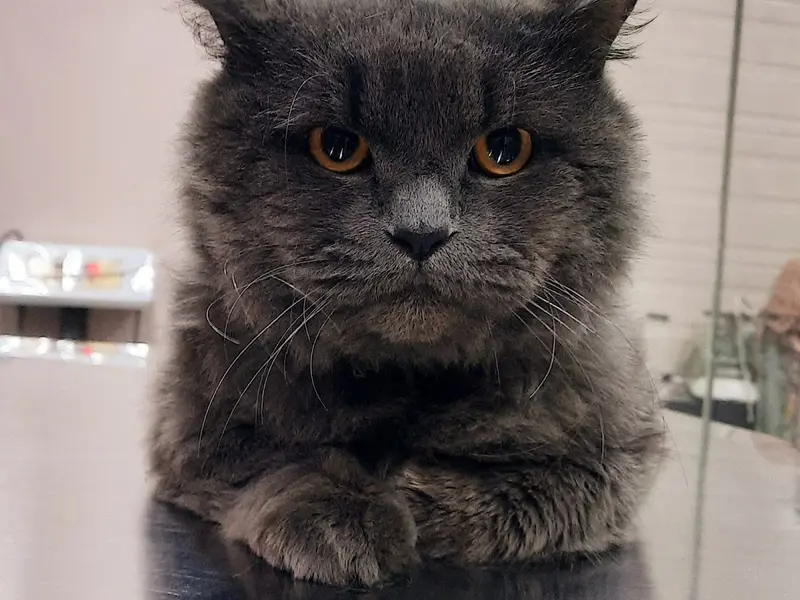 Companion Care Pet Clinic and Diagnostic, photo 4